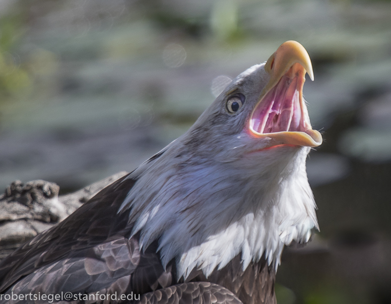 bald eagle